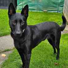 NEGRA, Hund, Mischlingshund in Mering - Bild 4