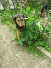 SHANTY, Hund, Mischlingshund in Bulgarien - Bild 3