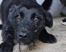 EBONY, Hund, Mischlingshund in Kroatien - Bild 1