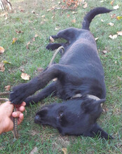 EBONY, Hund, Mischlingshund in Kroatien - Bild 11