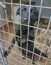 EBONY, Hund, Mischlingshund in Kroatien - Bild 12