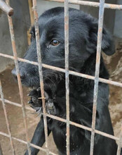 EBONY, Hund, Mischlingshund in Kroatien - Bild 13