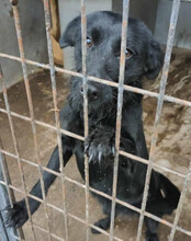 EBONY, Hund, Mischlingshund in Kroatien - Bild 14