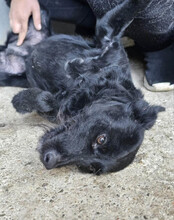 EBONY, Hund, Mischlingshund in Kroatien - Bild 2