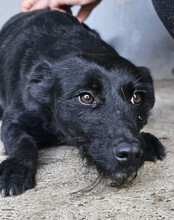 EBONY, Hund, Mischlingshund in Kroatien - Bild 3