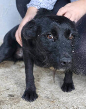 EBONY, Hund, Mischlingshund in Kroatien - Bild 4