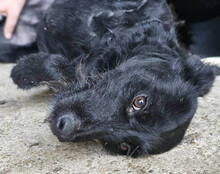 EBONY, Hund, Mischlingshund in Kroatien - Bild 5