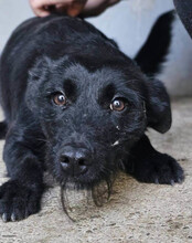 EBONY, Hund, Mischlingshund in Kroatien - Bild 6