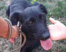 EBONY, Hund, Mischlingshund in Kroatien - Bild 7