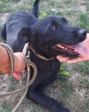 EBONY, Hund, Mischlingshund in Kroatien - Bild 8