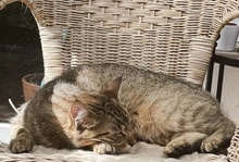 FINJA, Katze, Hauskatze in Regensburg - Bild 2