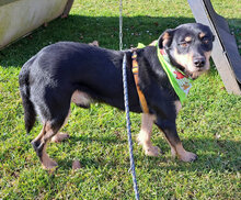 ATREJU, Hund, Mischlingshund in Kroatien - Bild 5