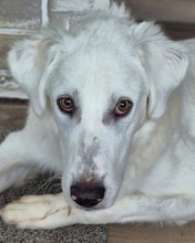 HELIO, Hund, Maremmano-Mix in Radevormwald