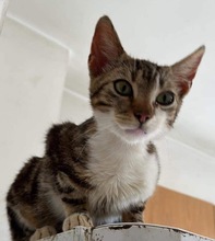 FINLEY, Katze, Hauskatze in Rumänien