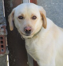 SIMBA, Hund, Mischlingshund in Griechenland - Bild 11