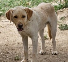 SIMBA, Hund, Mischlingshund in Griechenland - Bild 2