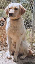 SIMBA, Hund, Mischlingshund in Griechenland - Bild 3