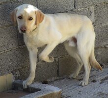 SIMBA, Hund, Mischlingshund in Griechenland - Bild 6