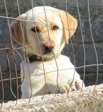 SIMBA, Hund, Mischlingshund in Griechenland - Bild 9