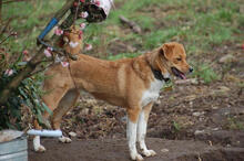 CARLOTTA, Hund, Mischlingshund in Mönchengladbach - Bild 2