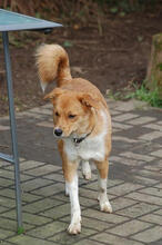 CARLOTTA, Hund, Mischlingshund in Mönchengladbach - Bild 3