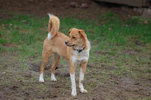 CARLOTTA, Hund, Mischlingshund in Mönchengladbach - Bild 4