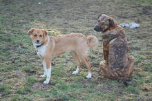 CARLOTTA, Hund, Mischlingshund in Mönchengladbach - Bild 5