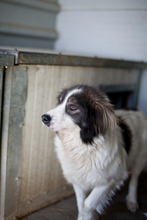 SOUL, Hund, Mischlingshund in Rumänien - Bild 2