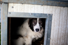 SOUL, Hund, Mischlingshund in Rumänien - Bild 4