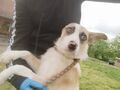 DOLLY, Hund, Mischlingshund in Ungarn - Bild 2