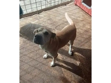 UNIQUE, Hund, Shar Pei-Mix in Rumänien - Bild 7