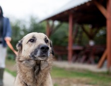 SODA, Hund, Mischlingshund in Rumänien
