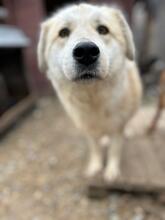 NELLY, Hund, Herdenschutzhund-Mix in Rumänien - Bild 2