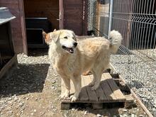 NELLY, Hund, Herdenschutzhund-Mix in Rumänien - Bild 3