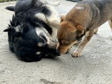 CARLOS, Hund, Mischlingshund in Geilenkirchen - Bild 6