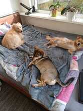 CARLOS, Hund, Mischlingshund in Geilenkirchen - Bild 9