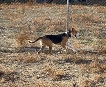 RYU, Hund, Affenpinscher in Spanien - Bild 6