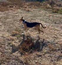 RYU, Hund, Affenpinscher in Spanien - Bild 7