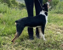 RUPEL, Hund, Mischlingshund in Griechenland - Bild 3