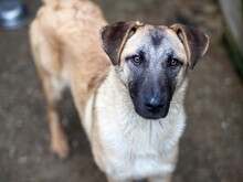 CAPPUCCINO, Hund, Mischlingshund in Rumänien