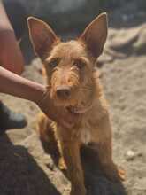 GRISU, Hund, Mischlingshund in Spanien - Bild 1