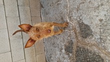 GRISU, Hund, Mischlingshund in Spanien - Bild 2