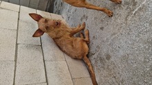 GRISU, Hund, Mischlingshund in Spanien - Bild 3