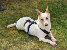 EGON, Hund, Mischlingshund in Friedberg