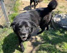 YOGI, Hund, Mischlingshund in Kroatien - Bild 10