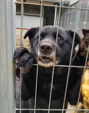 YOGI, Hund, Mischlingshund in Kroatien - Bild 13