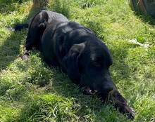 MAXIM, Hund, Mischlingshund in Kroatien - Bild 4