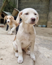 BELLA, Hund, Mischlingshund in Kroatien - Bild 17