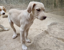 BELLA, Hund, Mischlingshund in Kroatien - Bild 19