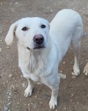 BELLA, Hund, Mischlingshund in Kroatien - Bild 2